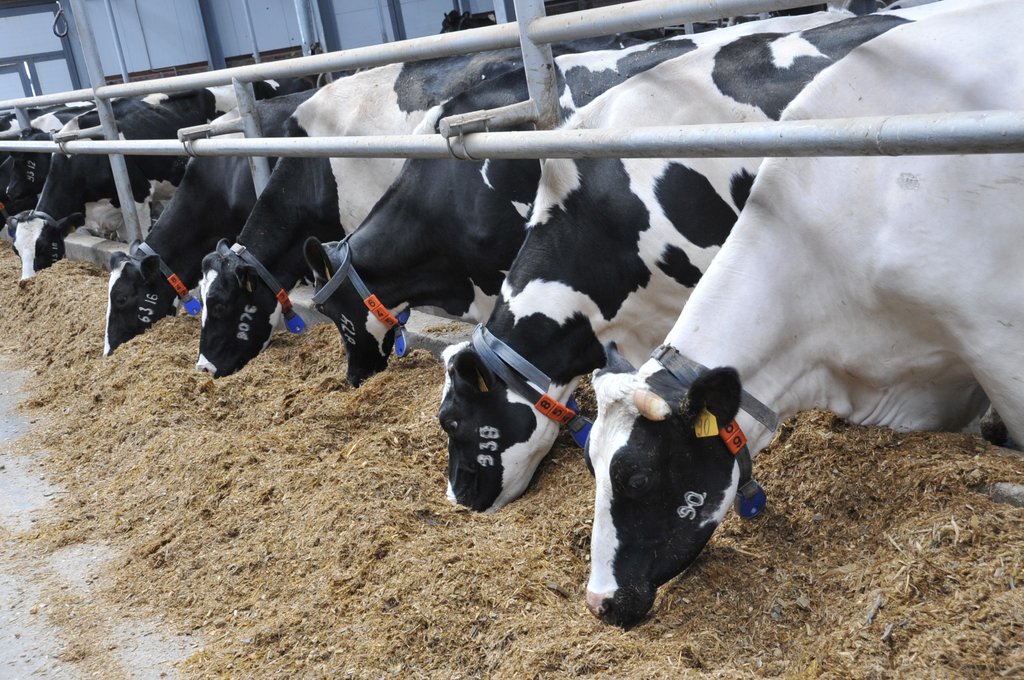 为季拉切夫斯基农业生产合作社建造可容纳1200头奶牛的综合体（乳品畜牧场）。