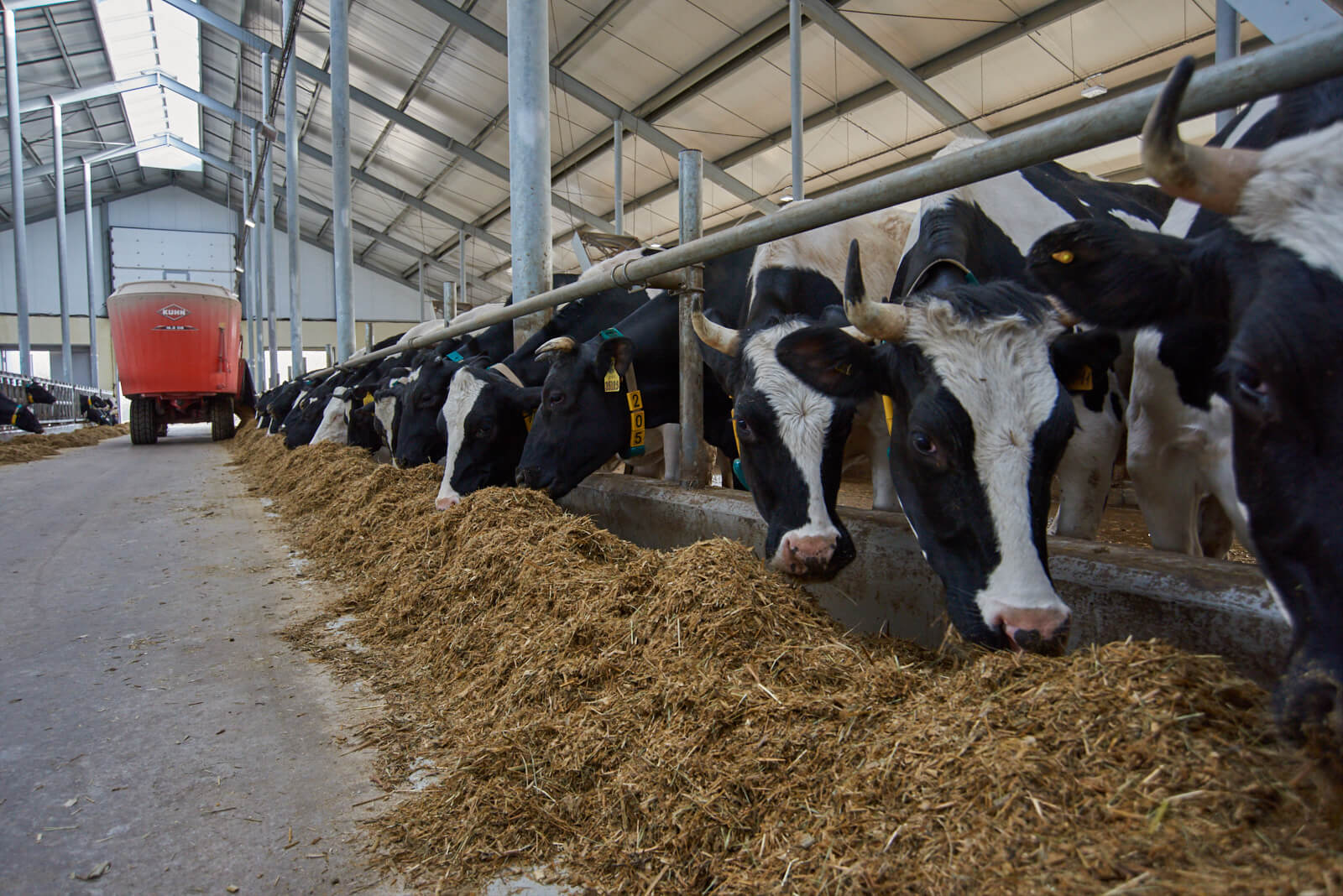 建造为1800个头饲料牛的乳品农场（«突击工作者有限责任公司»）。